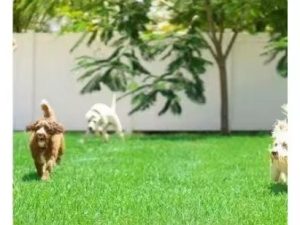 Artificial Grass for Football, Landscape, and Putting Green - Latex Harmless Material